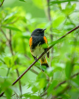 American Redstart-2025_05_15-7774