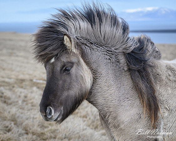 Icelandic Horses-2025_03_19-9641