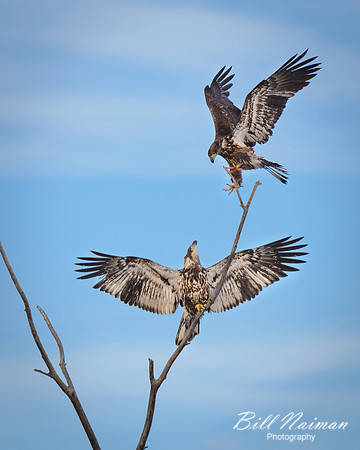 Juvenile Bald Eagles Share a Branch