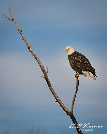 Bald Eagle Perched (1)