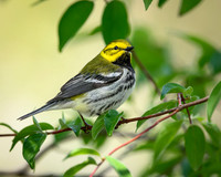 Black-throated Green Warbler-2025_05_09-7028