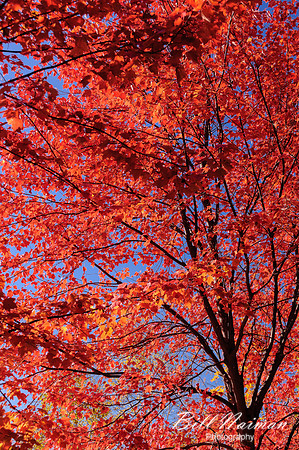 Red Maple - New Hampshire