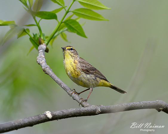 Palm Warbler-2025_05_02-0902