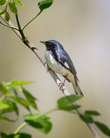 Black-throated Blue Warbler-2025_05_02-6475