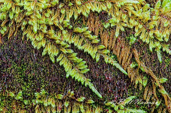 Fern Growing on Moss