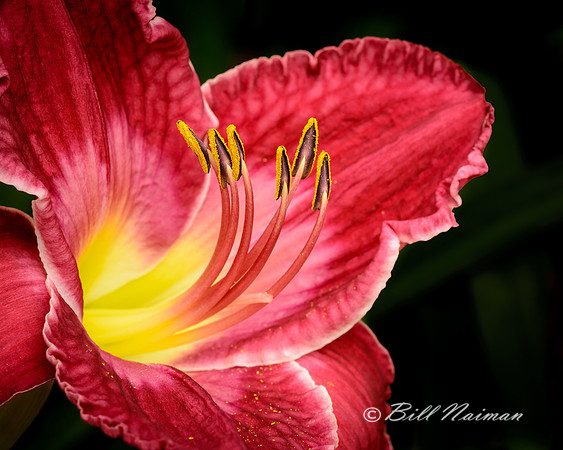 Day Lily (Red)