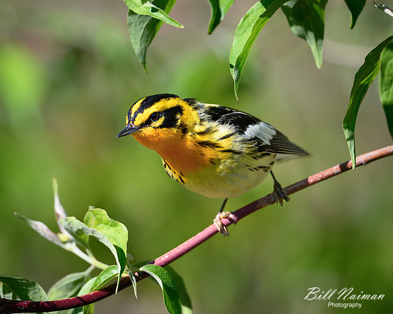 Blackburnian Warbler-2025_05_09-7501