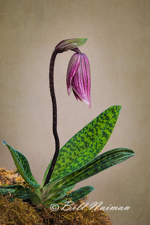 Slipper Orchid With Texture