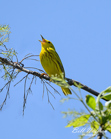 Yellow Warbler-2025_05_15-1796