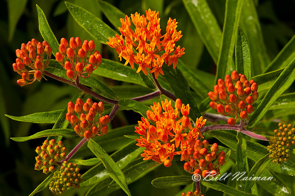 Butterfly Weed Buds (2)