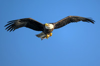 Bald Eagle With Fish-2025_01_09-7083