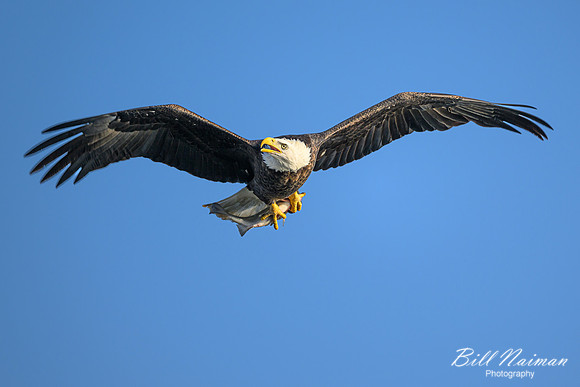 Bald Eagle With Fish-2025_01_09-7083