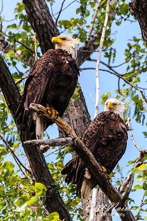 Bald Eagles - Ottawa Wildlife Refuge