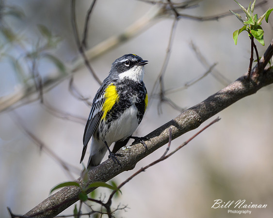 Yellow-rumped Warbler-2025_04_28-0461