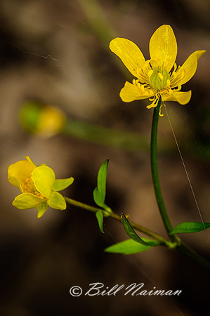 Buttercup
