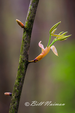 Tree Bud - Unknown (3)