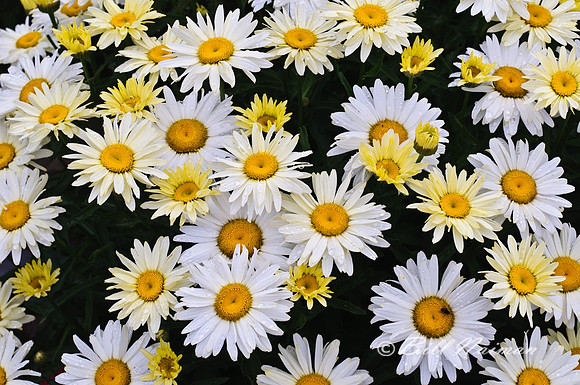 White Daisies