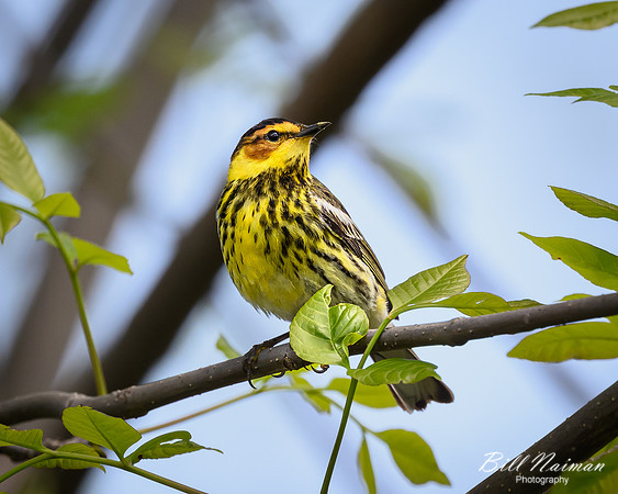 Cape May Warbler-2025_05_15-1826