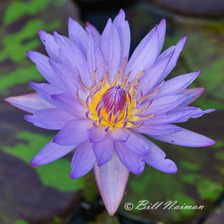 Water Lily - Nymphaea Hybrid - Blue
