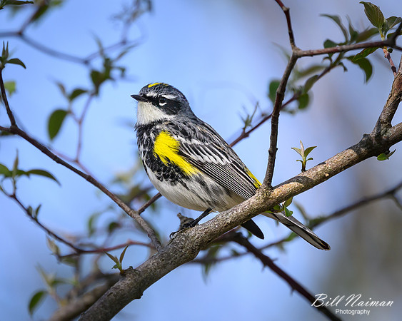 Yellow-rumped Warbler-2025_04_28-0482