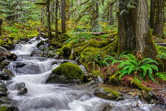 Snoqualmie Forest Cascade