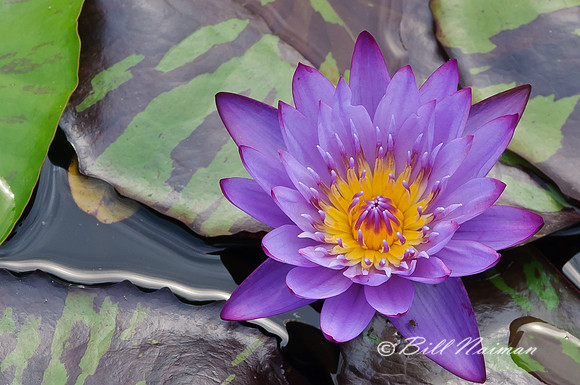Water Lily - Nymphaea Hybrid - Blue