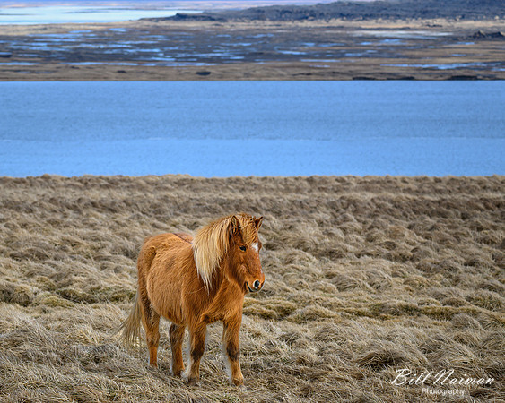 Icelandic Horses-2025_03_19-9608