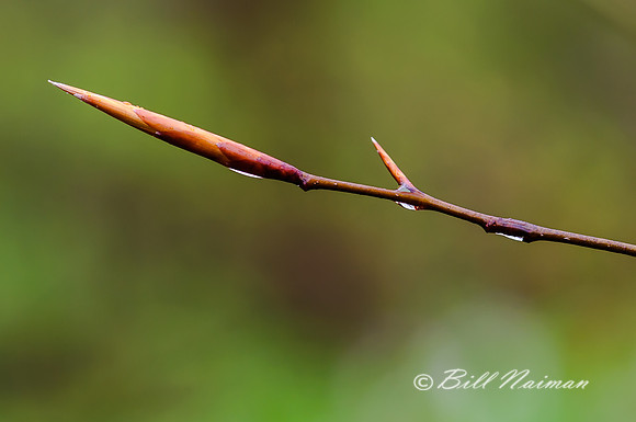 Tree Bud - Unknown (4)