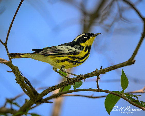Magnolia Warbler-2025_05_15-7623