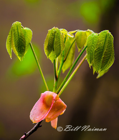 Tree Bud - Unknown