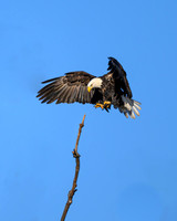 Bald Eagle Landing-(2 of 5)-2025_01_08-5183