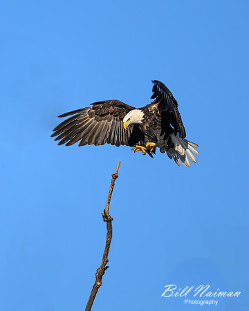 Bald Eagle Landing-(2 of 5)-2025_01_08-5183