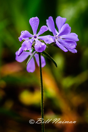 Wild Phlox