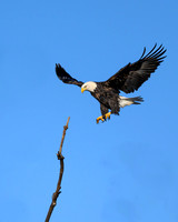 Bald Eagle Landing-(1of 5)-2025_01_08-5182