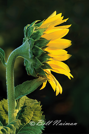 Sunflower in the Morning Sun
