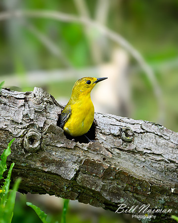 Prothonotary Warbler-2025_05_15-7713