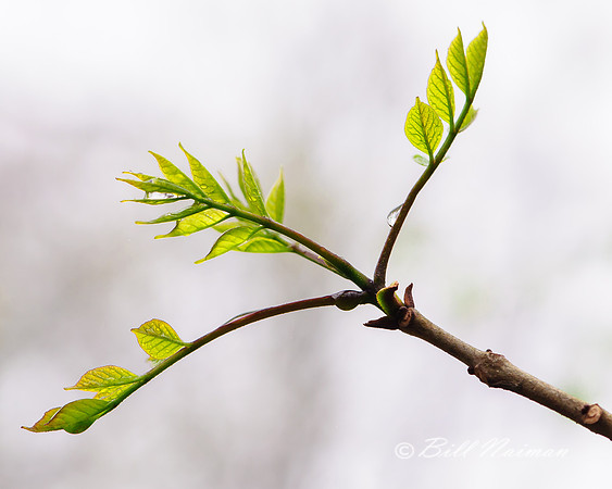 Tree Bud - Unknow (2)