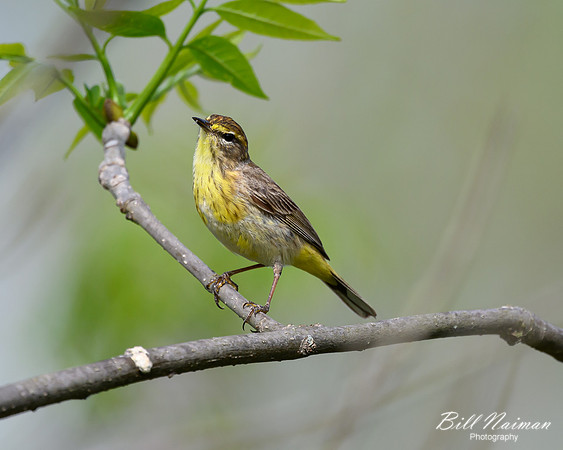 Palm Warbler-2025_05_02-0916