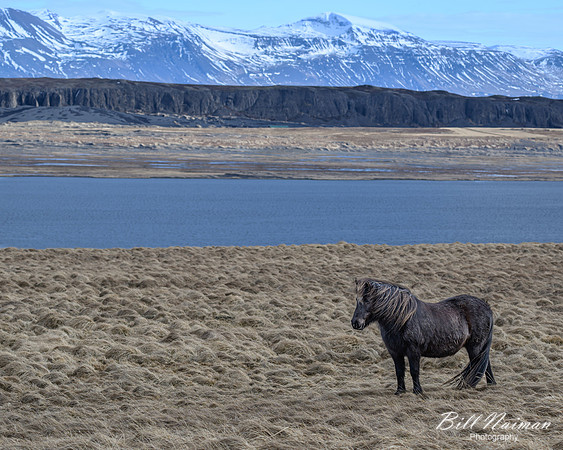 Icelandic Horses-2025_03_19-9613