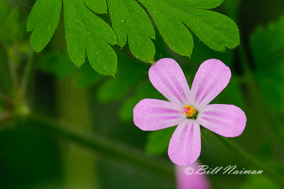 Wild Geranium