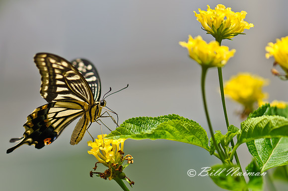 Yellow Wildflower with Swallowtail Butterfly