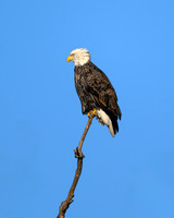 Bald Eagle Landing-(5 of 5)-2025_01_08-5208