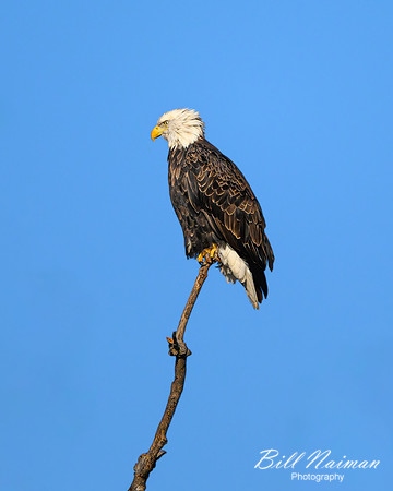 Bald Eagle Landing-(5 of 5)-2025_01_08-5208
