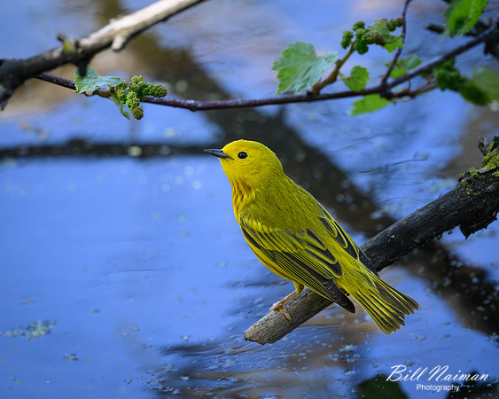 Yellow Warbler-2025_05_09-1440