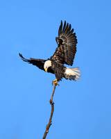 Bald Eagle Landing-(4 of 5)-2025_01_08-5187