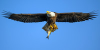 Bald Eagle With Fish-2025_01_09-7084