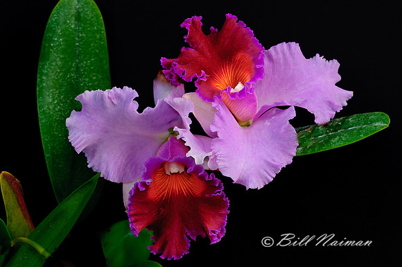 Chocolate Cattleya Orchid 2012