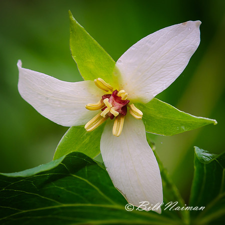 Nodding Trillium