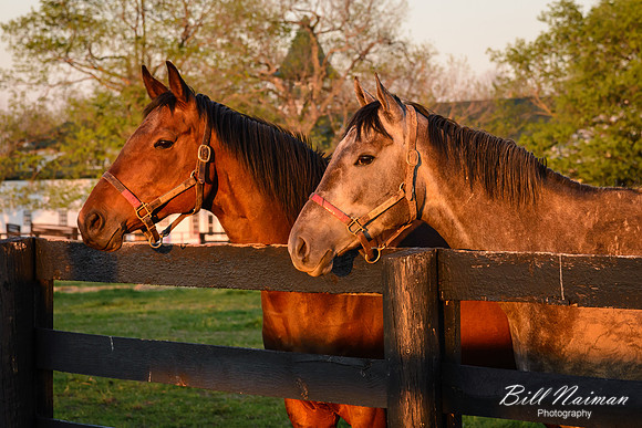 Basking in the Late Day Sun (2)